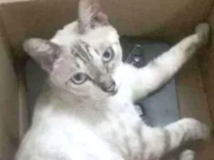 Gato raça Srd idade 1 ano nome Siamêsa