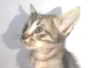 Gato raça SRD idade  nome Pequenos