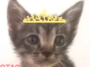 Gato raça SRD idade Abaixo de 2 meses nome Jenny