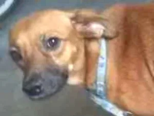 Cachorro raça Desconhecido idade 2 anos nome Xena 