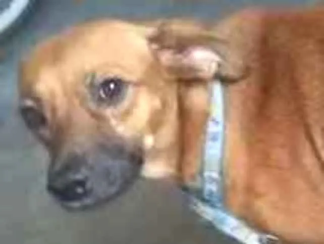 Cachorro ra a Desconhecido idade 2 anos nome Xena 