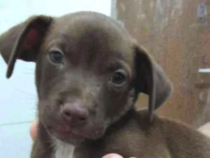 Cachorro raça Vira lata idade 2 a 6 meses nome Nino