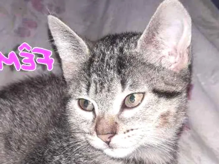 Gato ra a Vira lata  idade 2 a 6 meses nome Nami e Mel