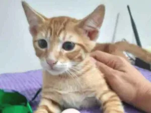 Gato raça SRD idade 2 a 6 meses nome Orlando
