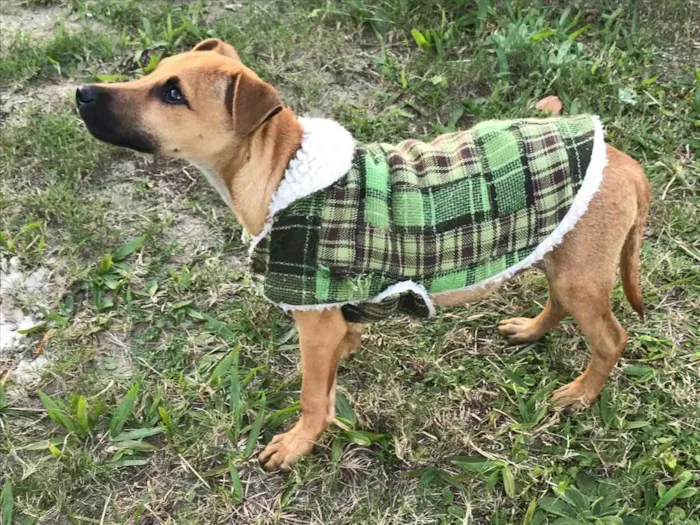 Cachorro ra a Sem raça definida  idade 2 a 6 meses nome Ziggy 