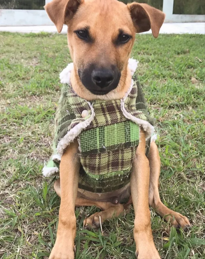 Cachorro ra a Sem raça definida  idade 2 a 6 meses nome Ziggy 