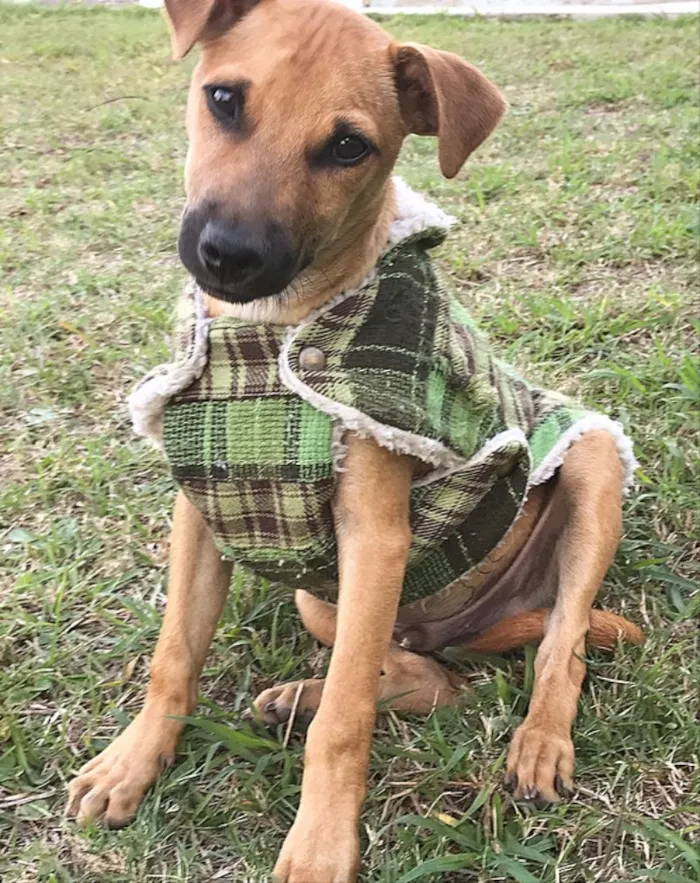 Cachorro ra a Sem raça definida  idade 2 a 6 meses nome Ziggy 
