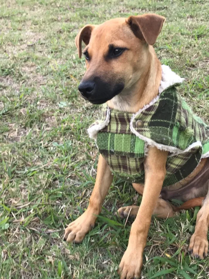 Cachorro ra a Sem raça definida  idade 2 a 6 meses nome Ziggy 