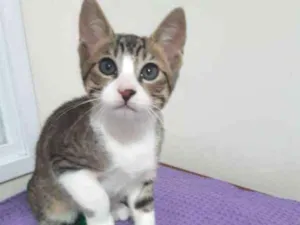 Gato raça SRD idade 2 a 6 meses nome Dubai