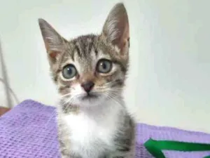 Gato raça SRD idade 2 a 6 meses nome Déli