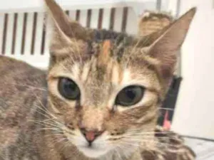Gato raça SRD idade 1 ano nome Viena