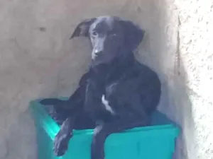 Cachorro raça SRD idade 2 a 6 meses nome Sem nome