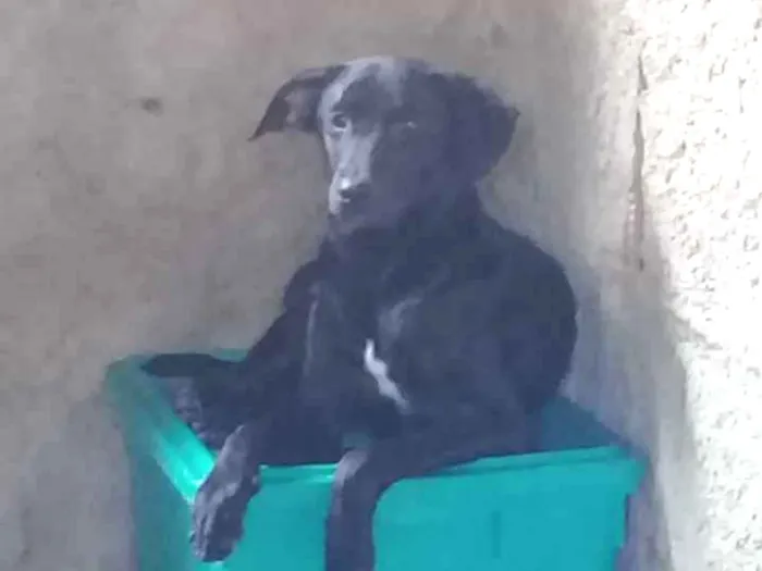 Cachorro ra a SRD idade 2 a 6 meses nome Sem nome