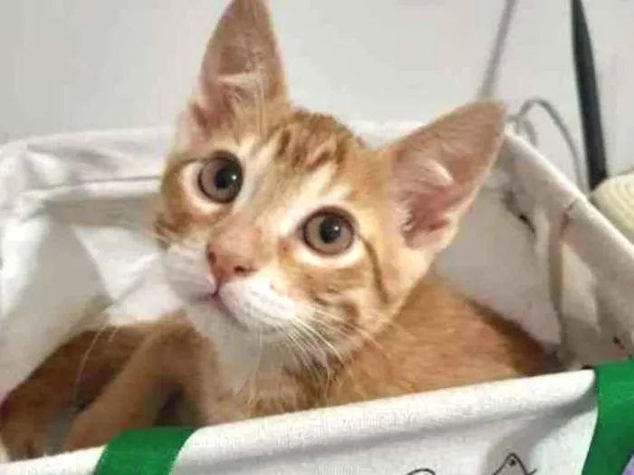 Gato ra a SRD idade 2 a 6 meses nome Cancun
