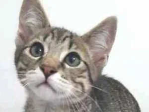 Gato raça SRD idade 2 a 6 meses nome Cairo
