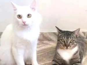 Gato raça SRD idade 2 anos nome SKY e SABRINA