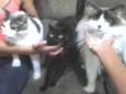 Guaxinim, Favi e Ell