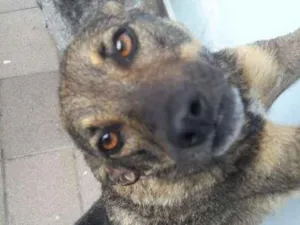 Cachorro raça Vira-lata  idade 2 anos nome Jeny 