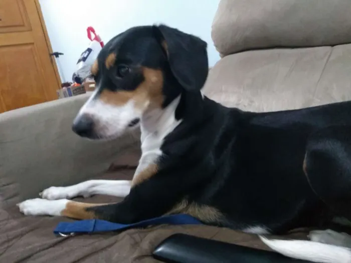 Cachorro ra a SRD  idade 1 ano nome Belinha