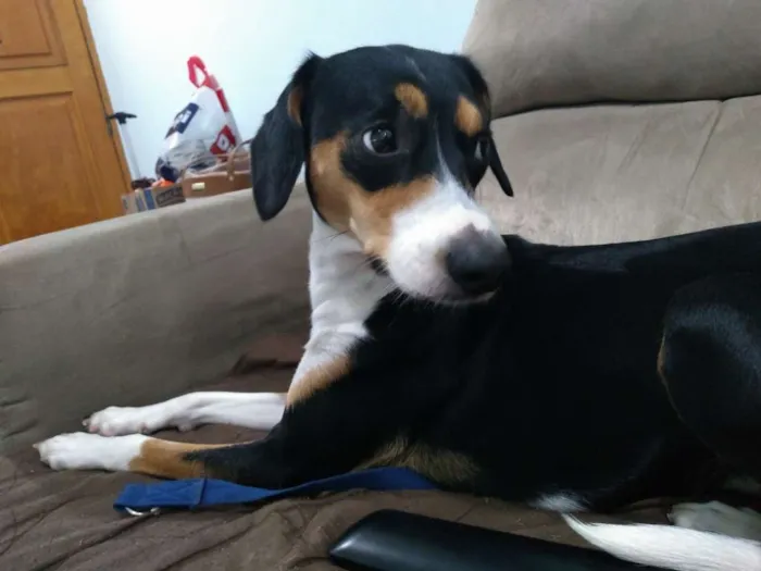 Cachorro ra a SRD  idade 1 ano nome Belinha