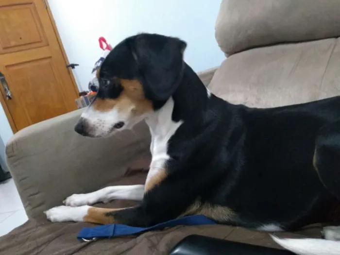 Cachorro ra a SRD  idade 1 ano nome Belinha