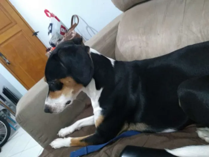 Cachorro ra a SRD  idade 1 ano nome Belinha