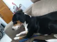 Belinha