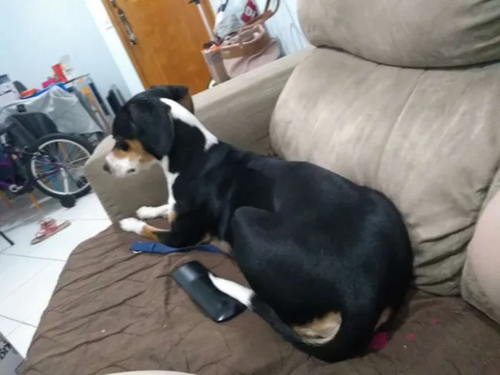 Cachorro ra a SRD  idade 1 ano nome Belinha