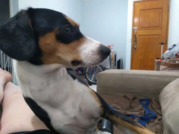Cachorro ra a SRD  idade 1 ano nome Belinha