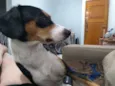 Belinha