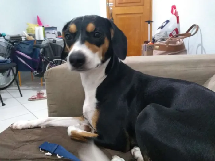 Cachorro ra a SRD  idade 1 ano nome Belinha