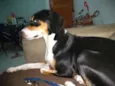 Belinha