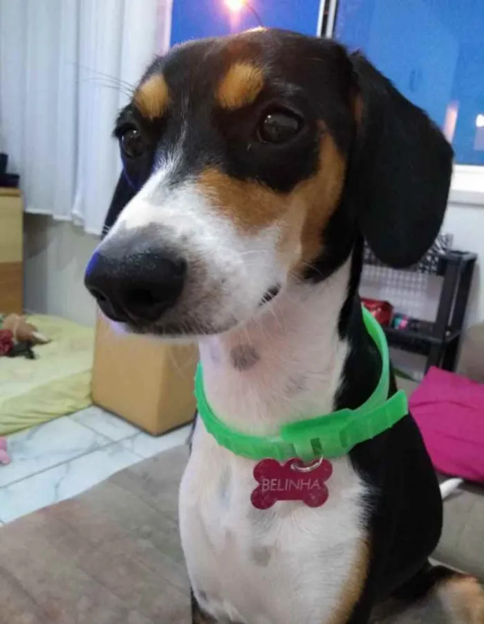 Cachorro ra a SRD  idade 1 ano nome Belinha