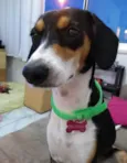 Belinha