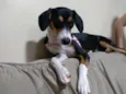 Belinha