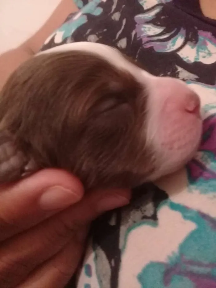 Cachorro ra a SRD idade Abaixo de 2 meses nome Leska, pipoca,Marley