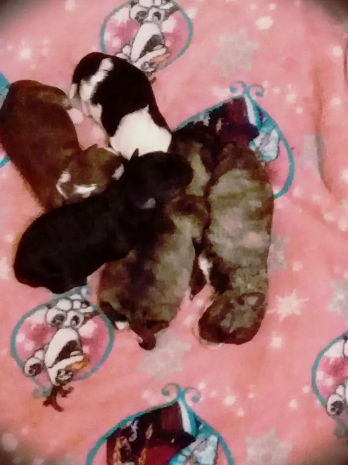 Cachorro ra a SRD idade Abaixo de 2 meses nome Mike e toby