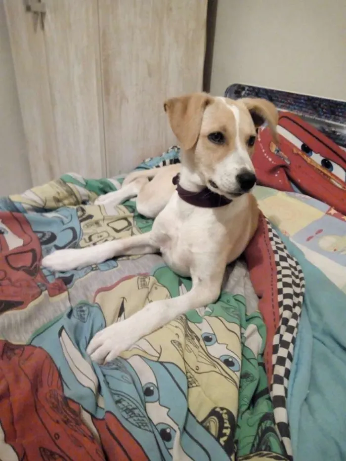 Cachorro ra a Labrador com vira lata  idade 7 a 11 meses nome Layla
