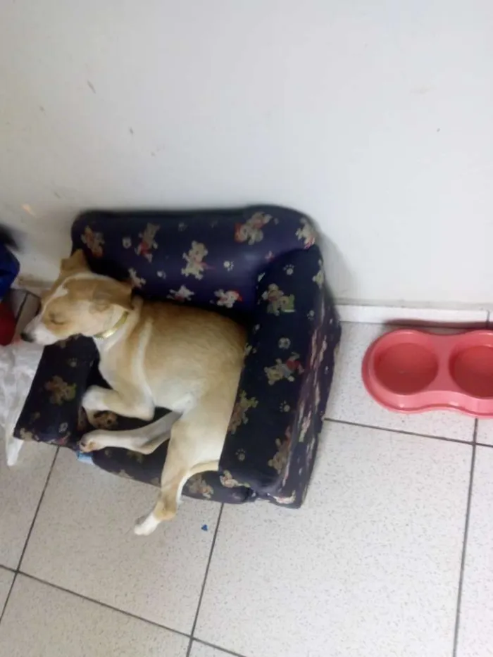 Cachorro ra a Labrador com vira lata  idade 7 a 11 meses nome Layla