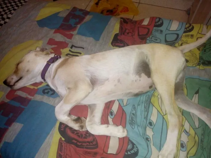 Cachorro ra a Labrador com vira lata  idade 7 a 11 meses nome Layla
