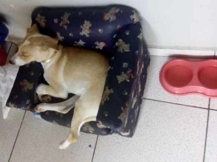 Cachorro ra a Labrador com vira lata  idade 7 a 11 meses nome Layla
