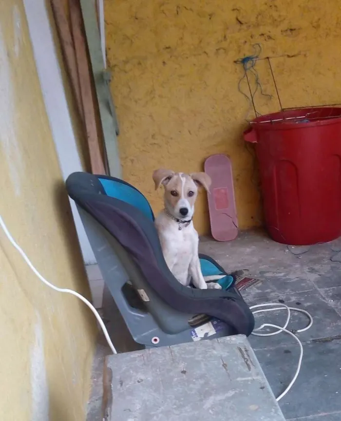 Cachorro ra a Labrador com vira lata  idade 7 a 11 meses nome Layla