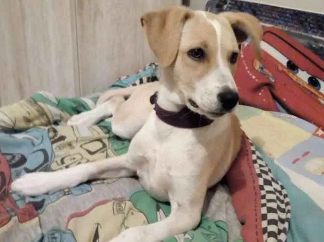 Cachorro ra a Labrador com vira lata  idade 7 a 11 meses nome Layla