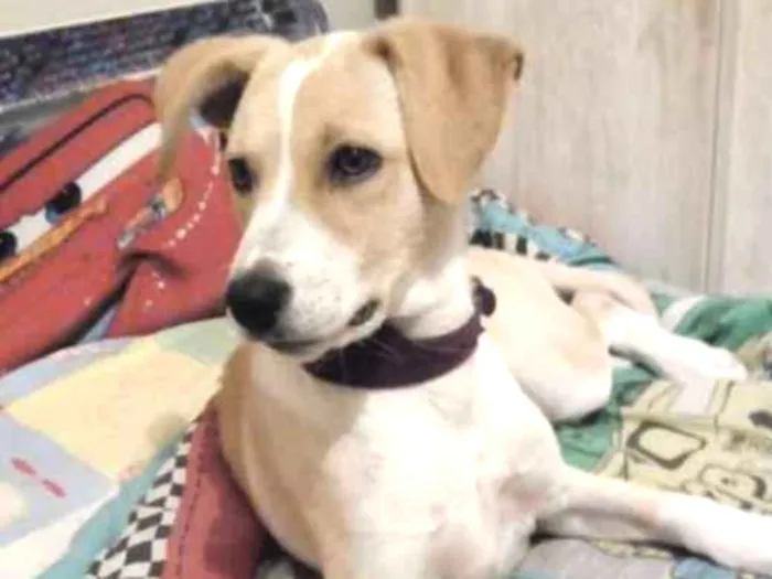 Cachorro ra a Labrador com vira lata  idade 7 a 11 meses nome Layla