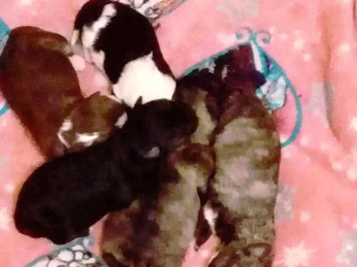 Cachorro ra a SRD idade Abaixo de 2 meses nome Mike e toby