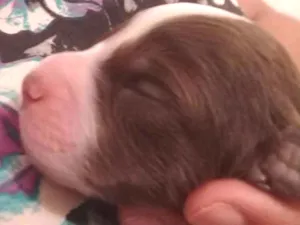 Cachorro raça SRD idade Abaixo de 2 meses nome Leska, pipoca,Marley