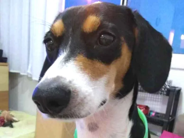 Cachorro ra a SRD  idade 1 ano nome Belinha