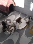 04 machos e 02 fêmea