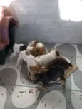 04 machos e 02 fêmea