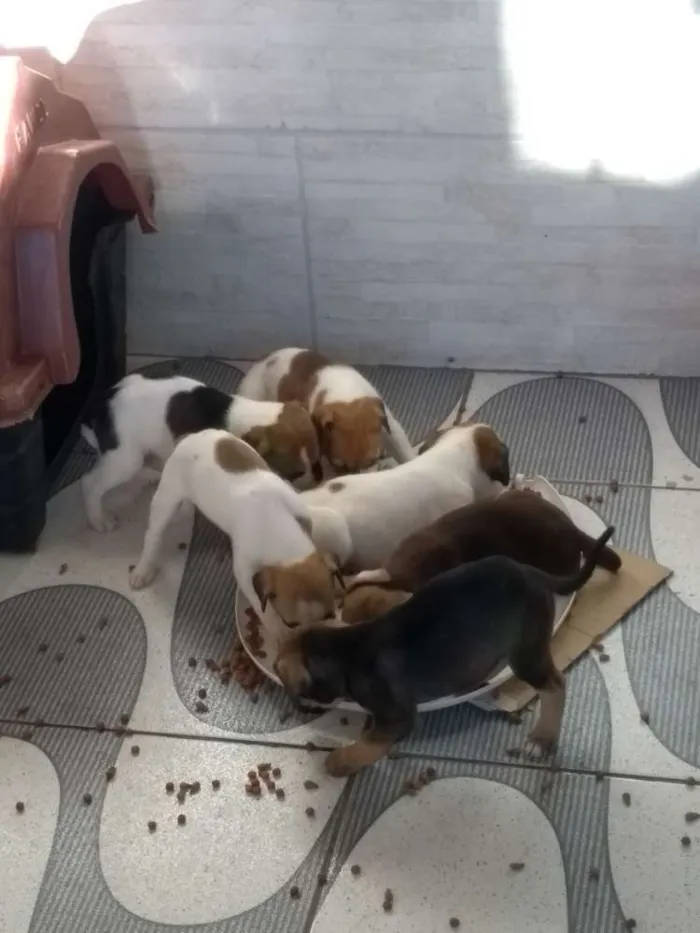 Cachorro ra a SRD idade Abaixo de 2 meses nome 04 machos e 02 fêmea